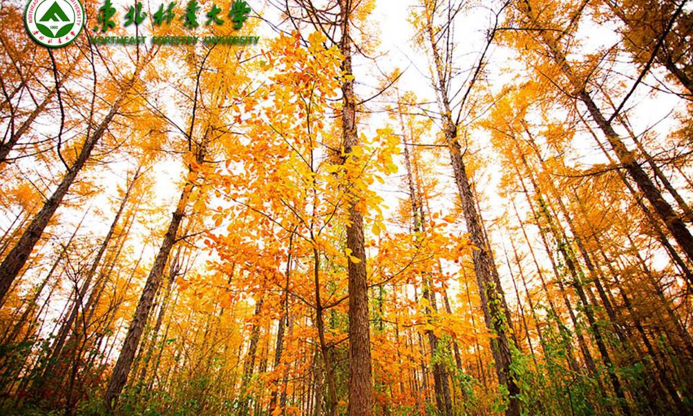 东北林业大学认可度怎么样